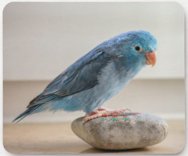 Little Blue Bird Mouse Pad