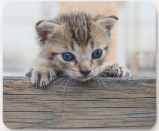 Peeking Kitten Mouse Pad